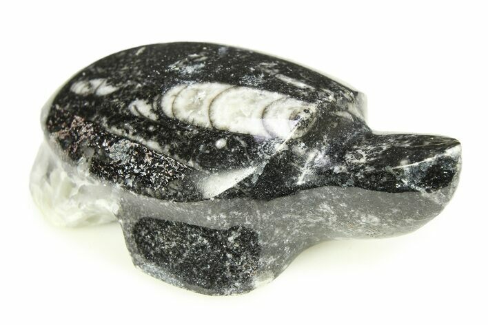 Carved Fossil Orthoceras (Cephalopod) Turtle - Morocco #308556